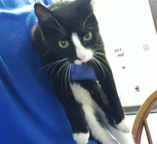 FOXY - Domestic Short Hair available for adoption