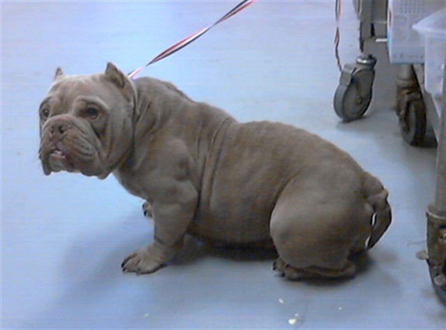 A426720 - Bulldog available for adoption