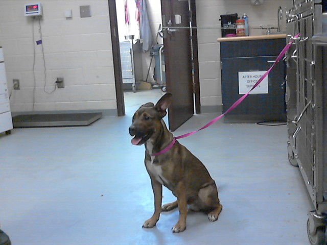 DARYL - German Shepherd Dog available for adoption