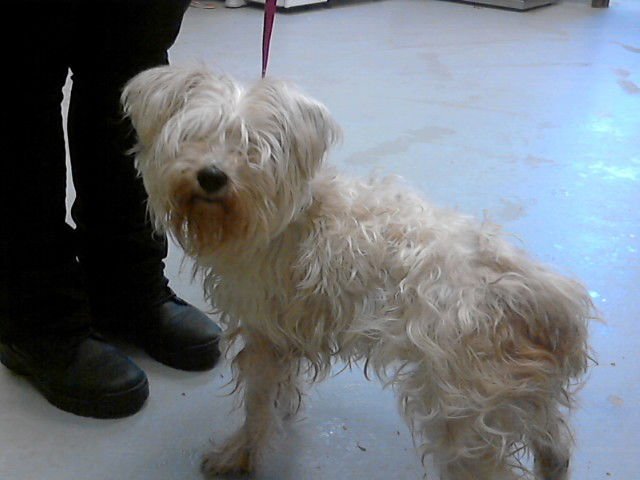 A427363 - Glen of Imaal Terrier available for adoption