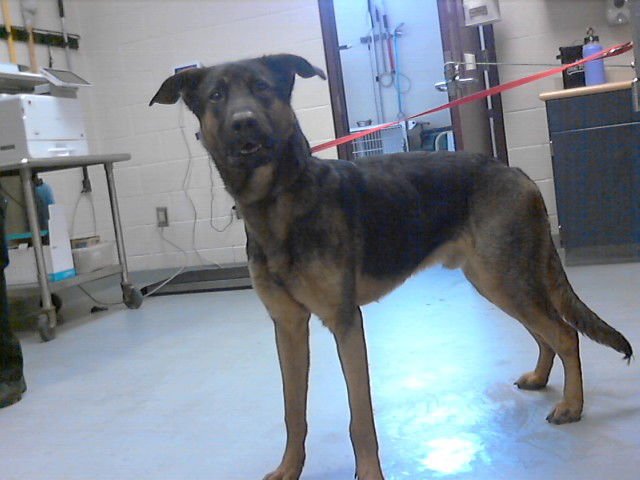 MARLON - German Shepherd Dog available for adoption