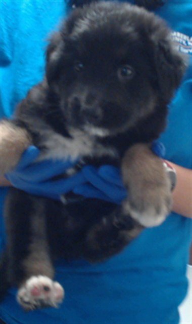A434582 - German Shepherd Dog available for adoption