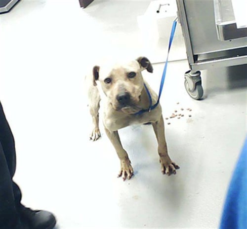 TAYE - Pit Bull Terrier available for adoption