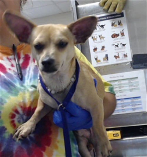 MILO DA'BARKUS - Chihuahua available for adoption