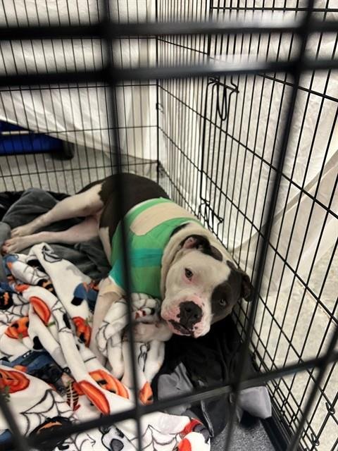 MIRACLE - Pit Bull Terrier available for adoption