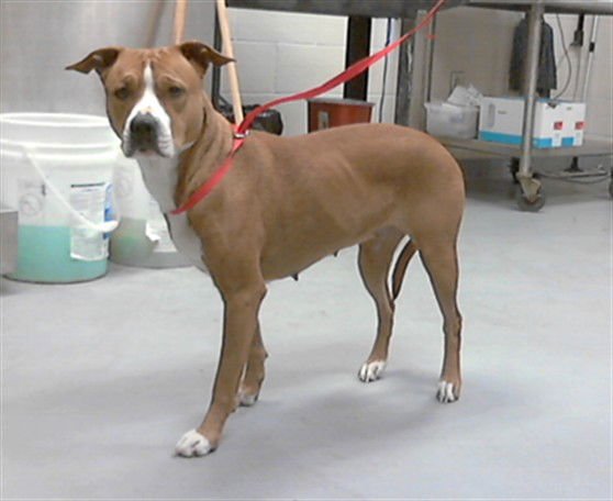 DAISY - Pit Bull Terrier available for adoption