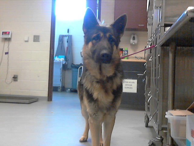 SCRAPPY - German Shepherd Dog available for adoption