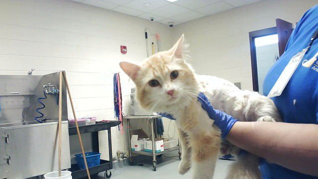 THOMAS - Domestic Long Hair available for adoption