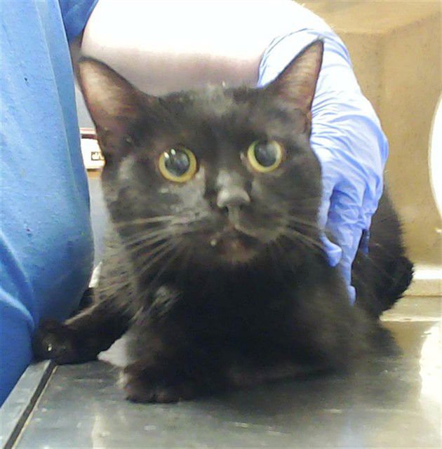 PAWTASTIC - Domestic Short Hair available for adoption