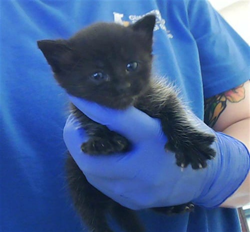 A429540 - Domestic Short Hair available for adoption