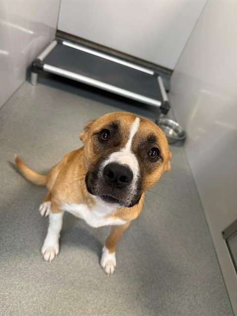 GOOSE - Boxer available for adoption