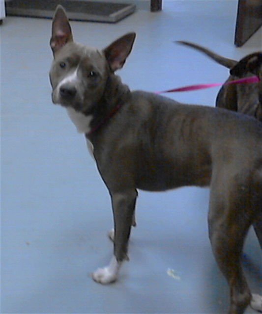 MISTER FRIZ - Pit Bull Terrier available for adoption