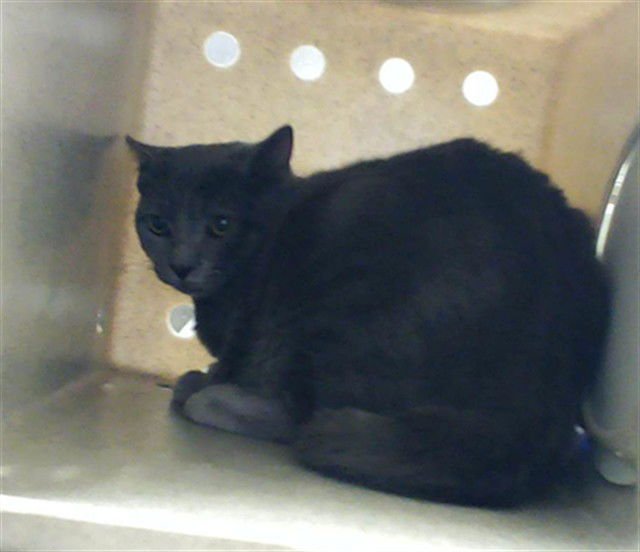 MUFFIN - Domestic Short Hair available for adoption