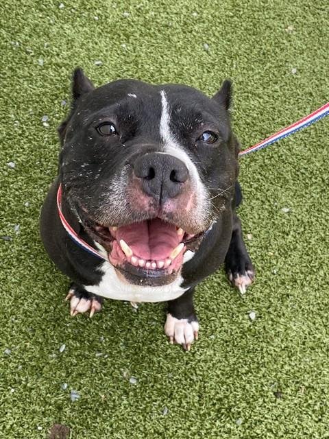 MOLLY - Pit Bull Terrier available for adoption