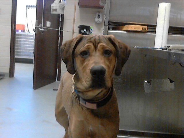 KEN - Labrador Retriever available for adoption