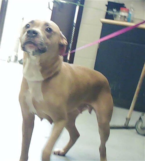 BESSIE - Pit Bull Terrier available for adoption