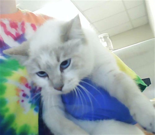 OPAL - Siamese available for adoption