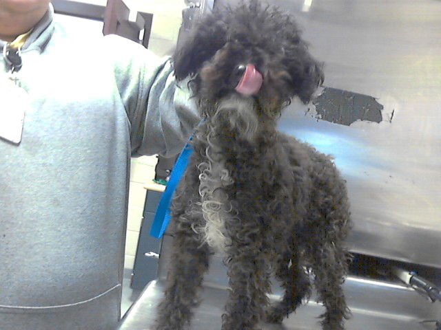 A426674 - Poodle (Miniature) available for adoption