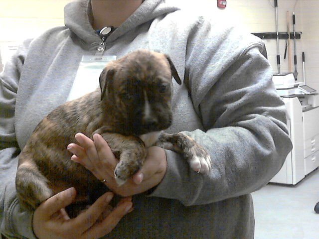 BACKPACK - Labrador Retriever available for adoption