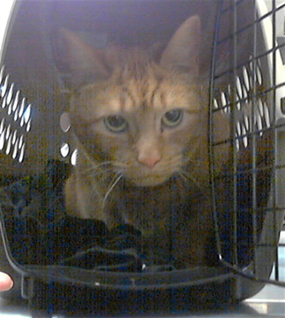 GIGI - Domestic Short Hair available for adoption