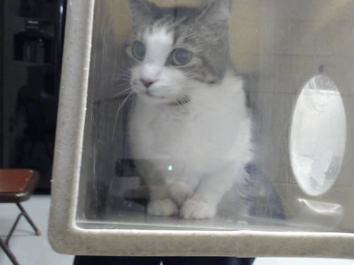 GROOT - Domestic Short Hair available for adoption