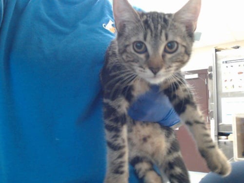 MAGIC ERASER - Domestic Short Hair available for adoption