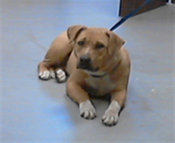 MAPLE - Pit Bull Terrier available for adoption