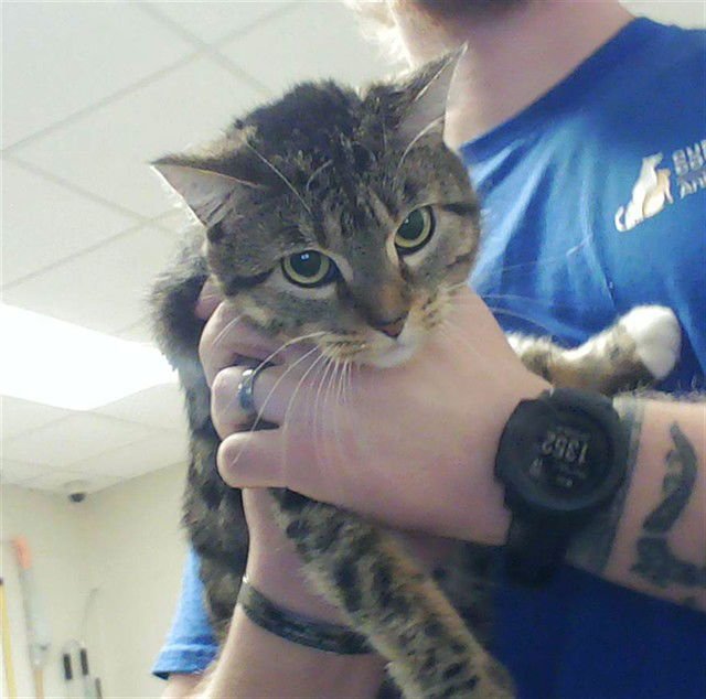 PIXIE - Domestic Short Hair available for adoption