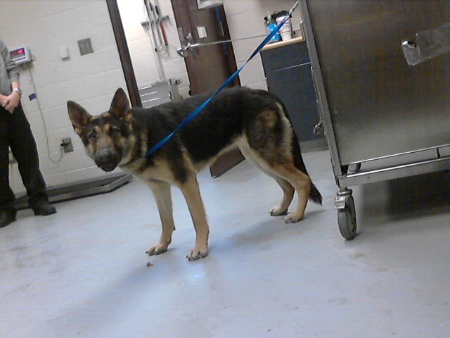 STACEY - German Shepherd Dog available for adoption
