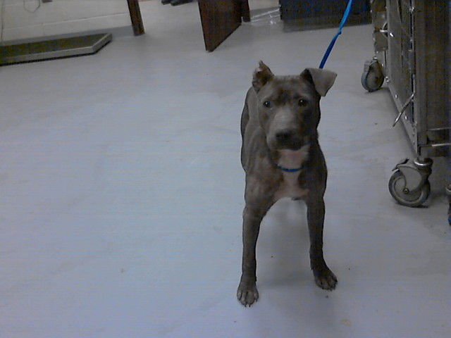 EVANDER - Pit Bull Terrier available for adoption