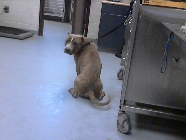 FORKIE - Pit Bull Terrier available for adoption