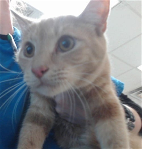SPICY NUGGETS - Domestic Short Hair for adoption in Fayetteville