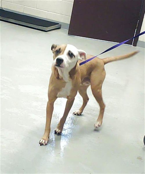 MARY JANE - Pit Bull Terrier available for adoption