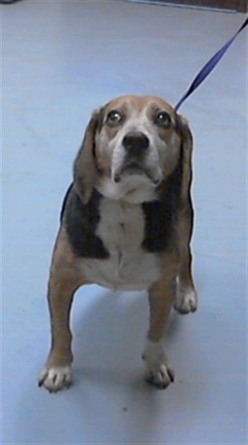 BARNEY - Beagle available for adoption