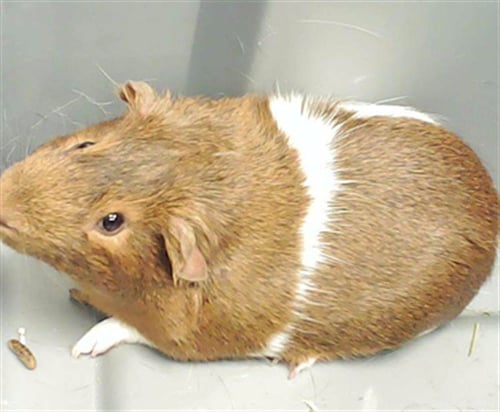 CHIP - Guinea Pig available for adoption