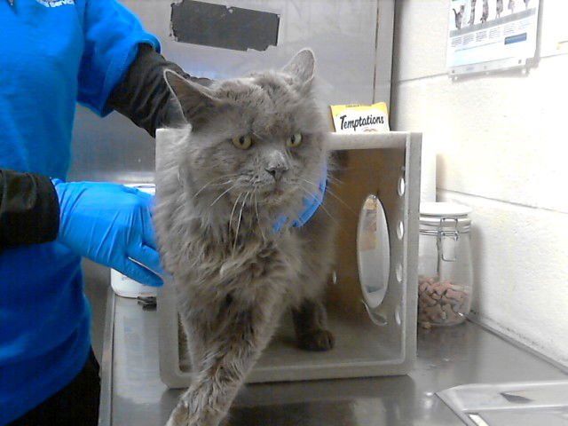 UNCLE FESTER - Domestic Long Hair available for adoption