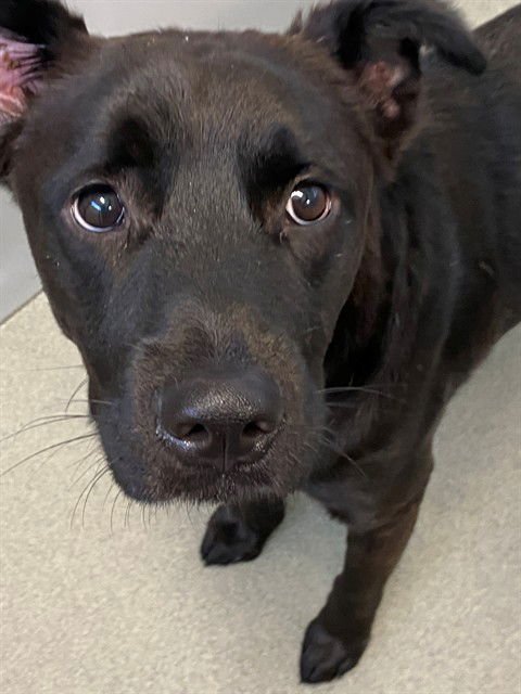 BRAT - Labrador Retriever available for adoption