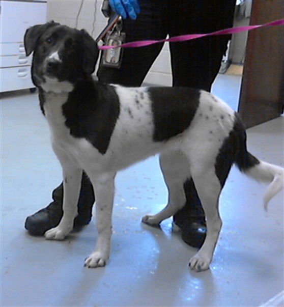 BELLA - Labrador Retriever available for adoption