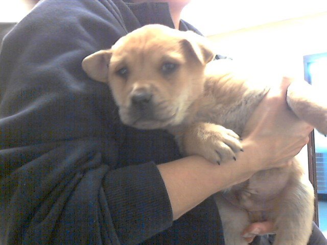 TANNER - Pit Bull Terrier available for adoption