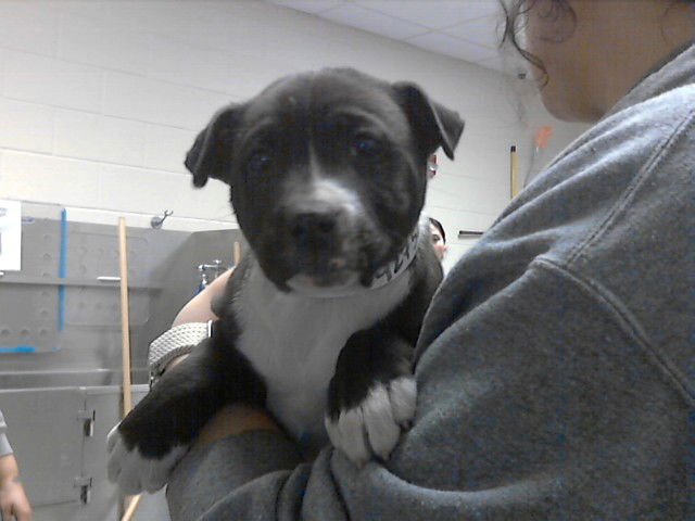 DEE DEE - Pit Bull Terrier available for adoption