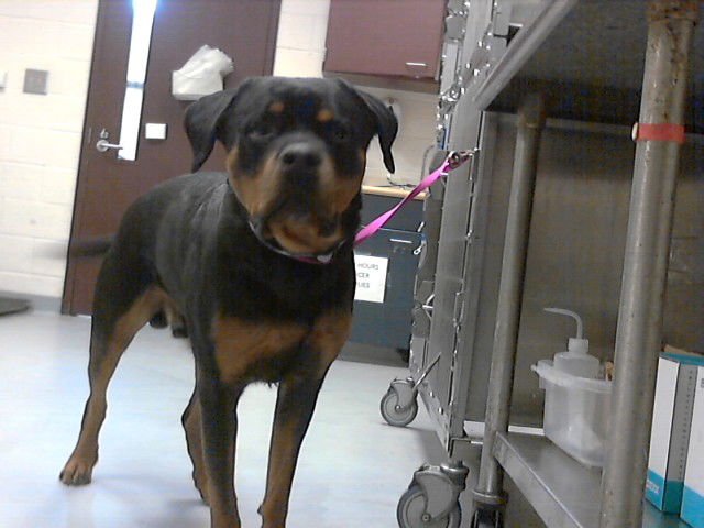 BEAR - Rottweiler available for adoption