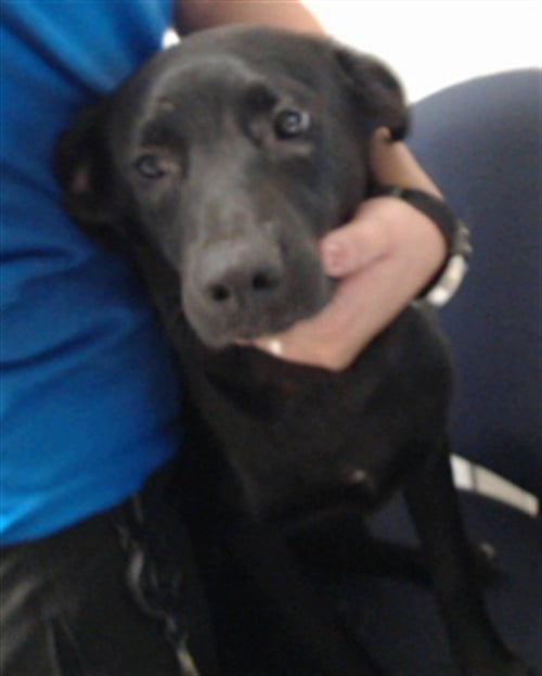 OINGO BOINGO - Labrador Retriever available for adoption
