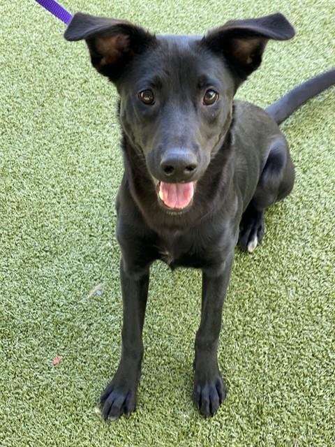 OINGO BOINGO - Labrador Retriever available for adoption