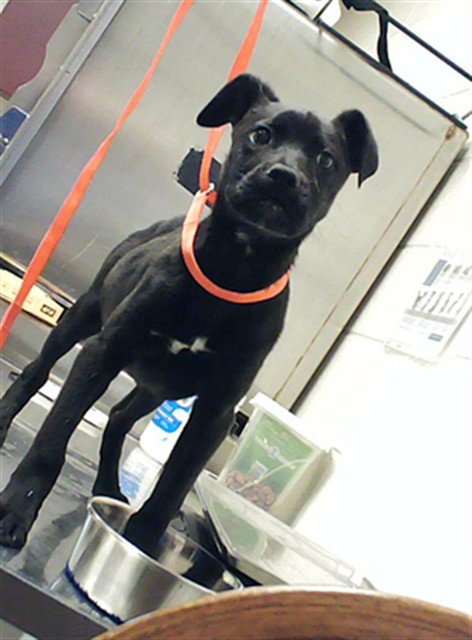 BROOKS - Labrador Retriever available for adoption