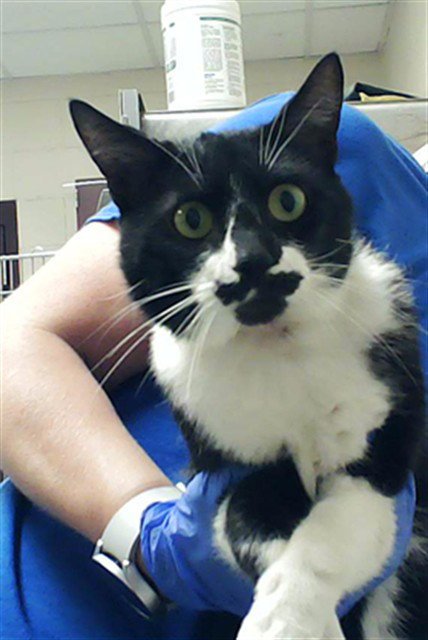 SPOOKIE - Domestic Short Hair available for adoption