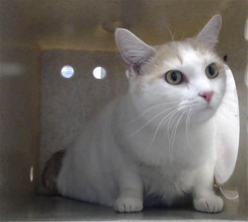 MINNIE - Domestic Short Hair available for adoption