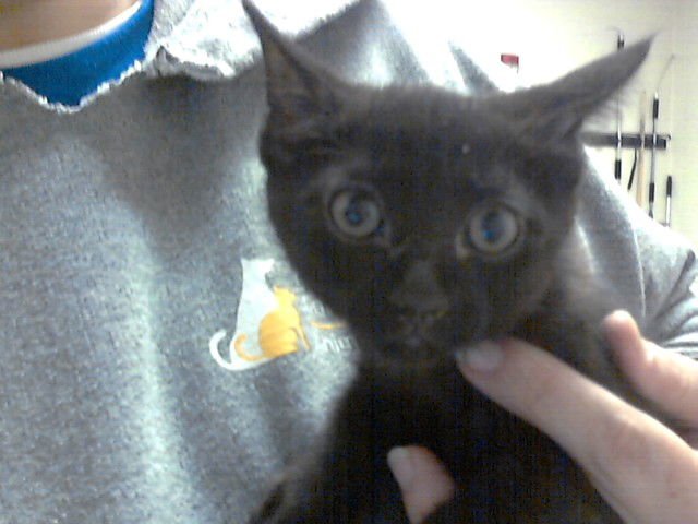 A427124 - Domestic Short Hair available for adoption