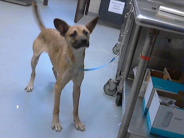 BALI - Labrador Retriever available for adoption