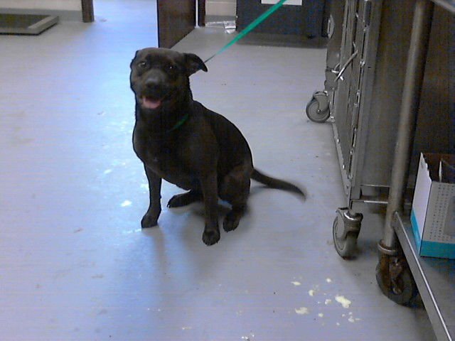 LUNA - Pit Bull Terrier available for adoption