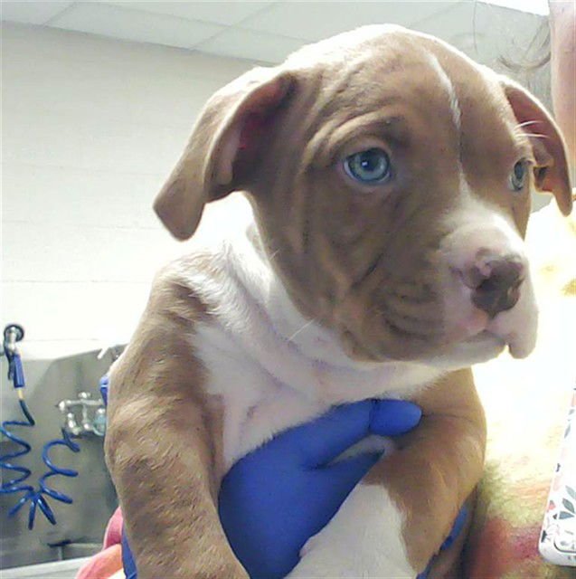 JOE - Pit Bull Terrier available for adoption